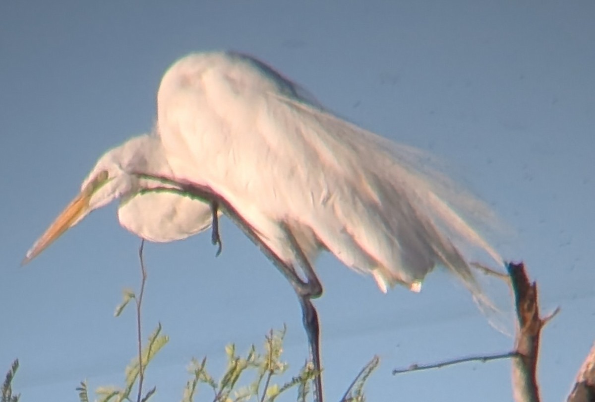 Great Egret - ML636184123