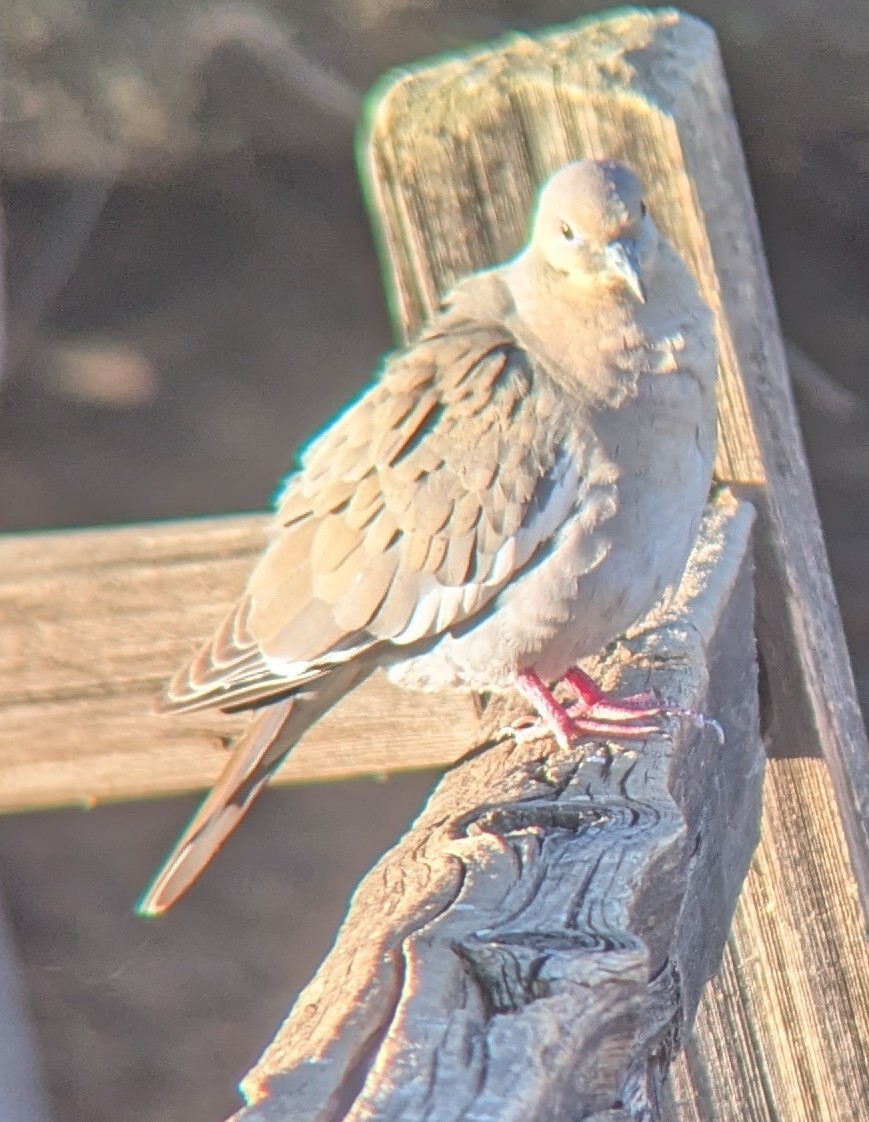 White-winged Dove - ML636184131