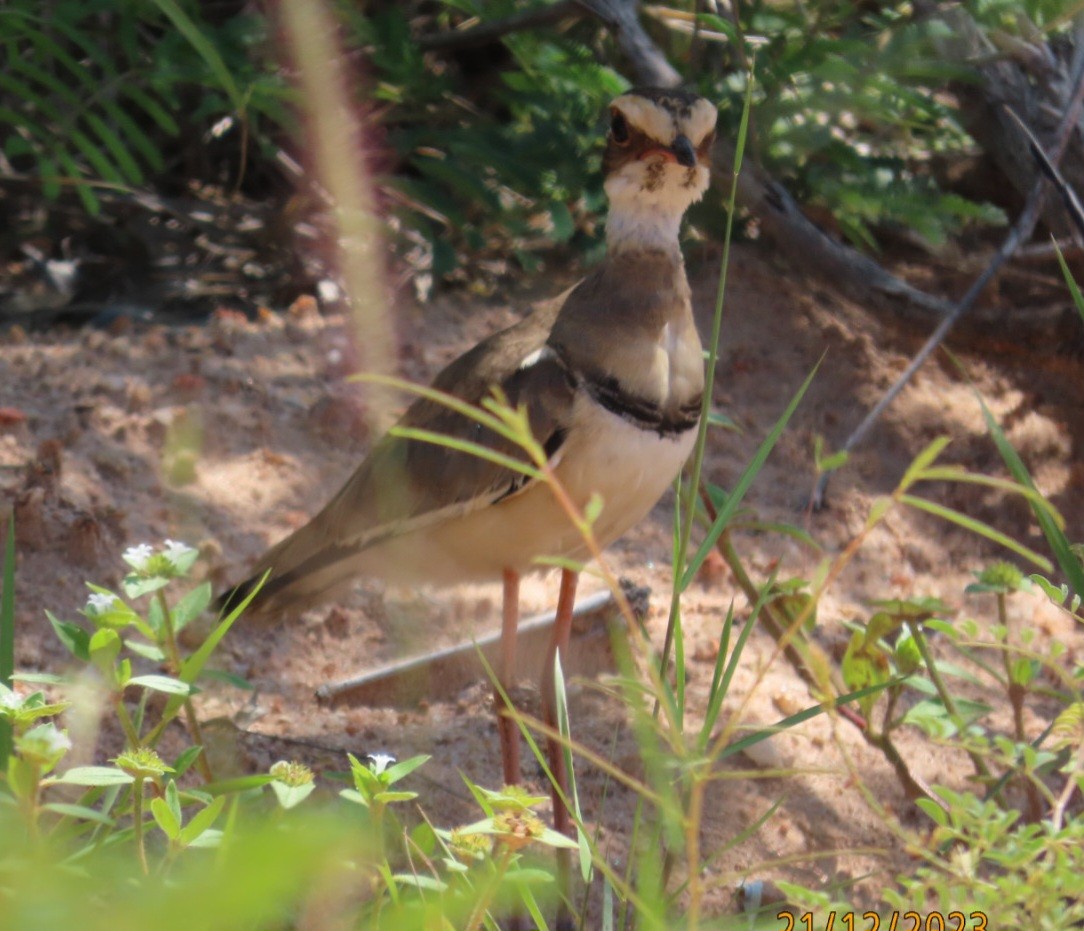 Bronze-winged Courser - ML636184154