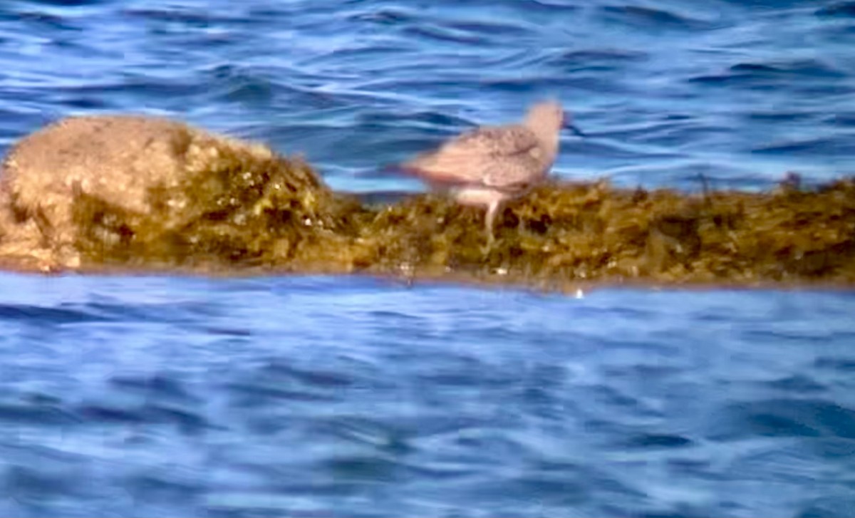 Red Knot - ML636184429