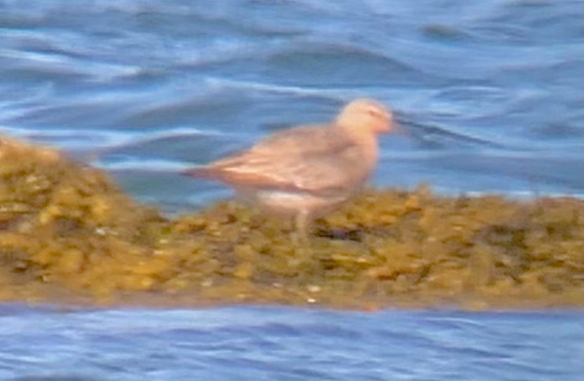 Red Knot - ML636184430