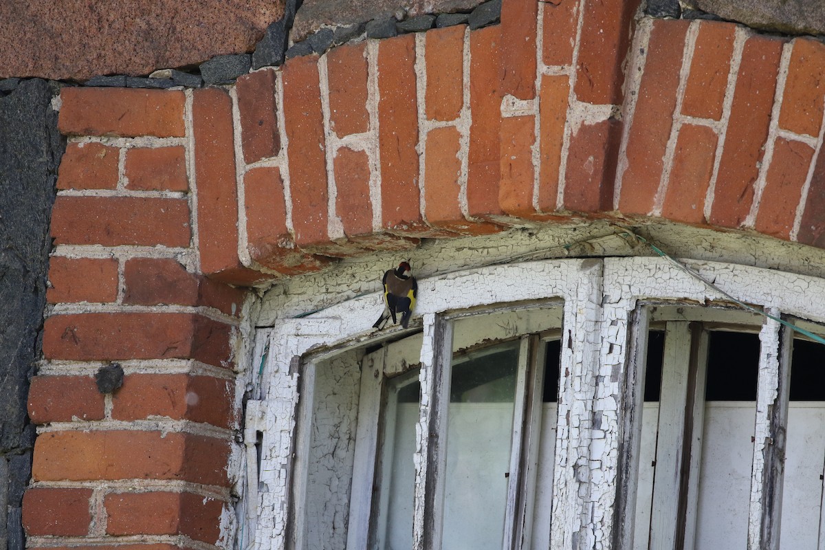 European Goldfinch - ML636184436