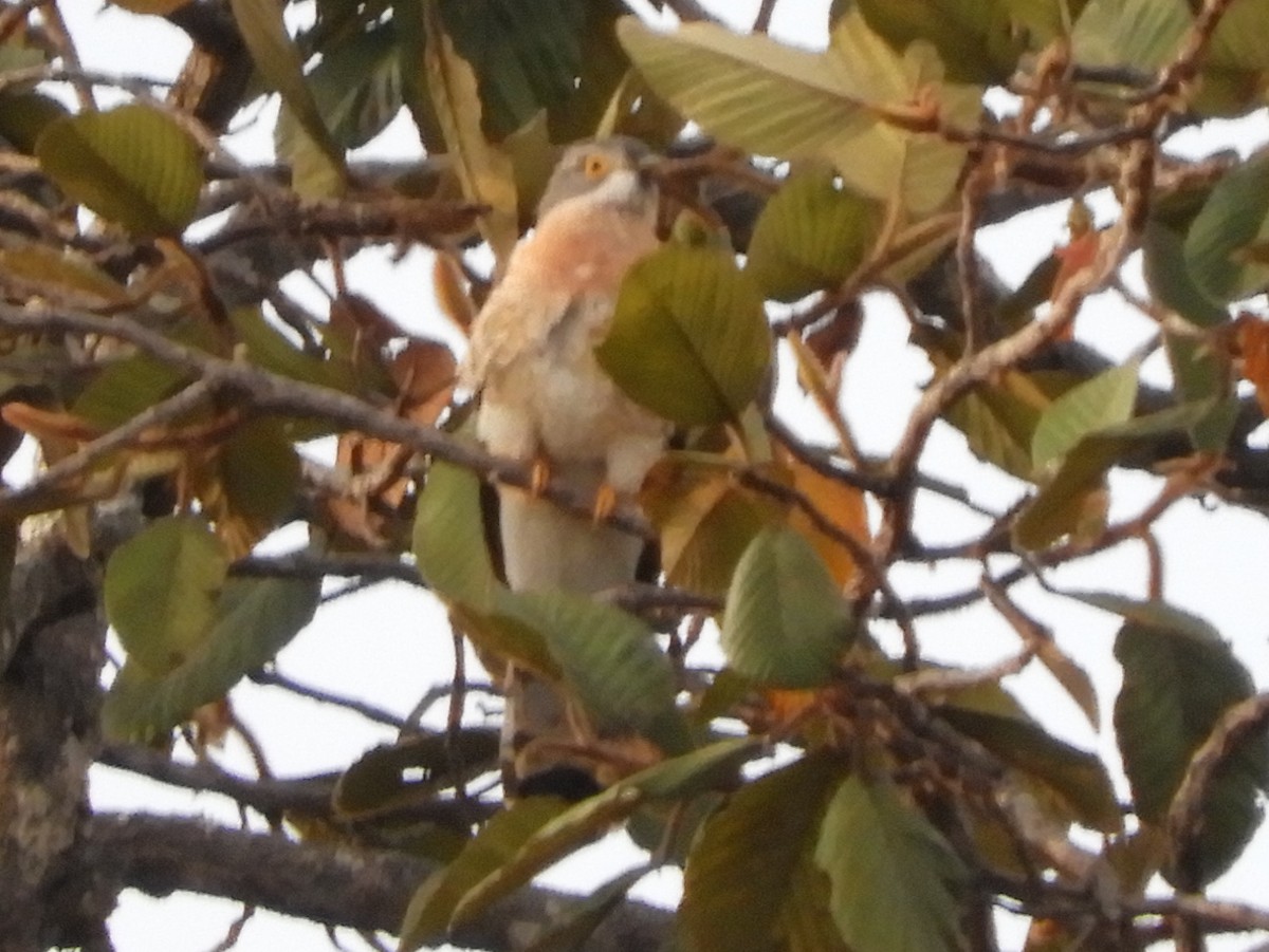 Common Hawk-Cuckoo - ML636184488