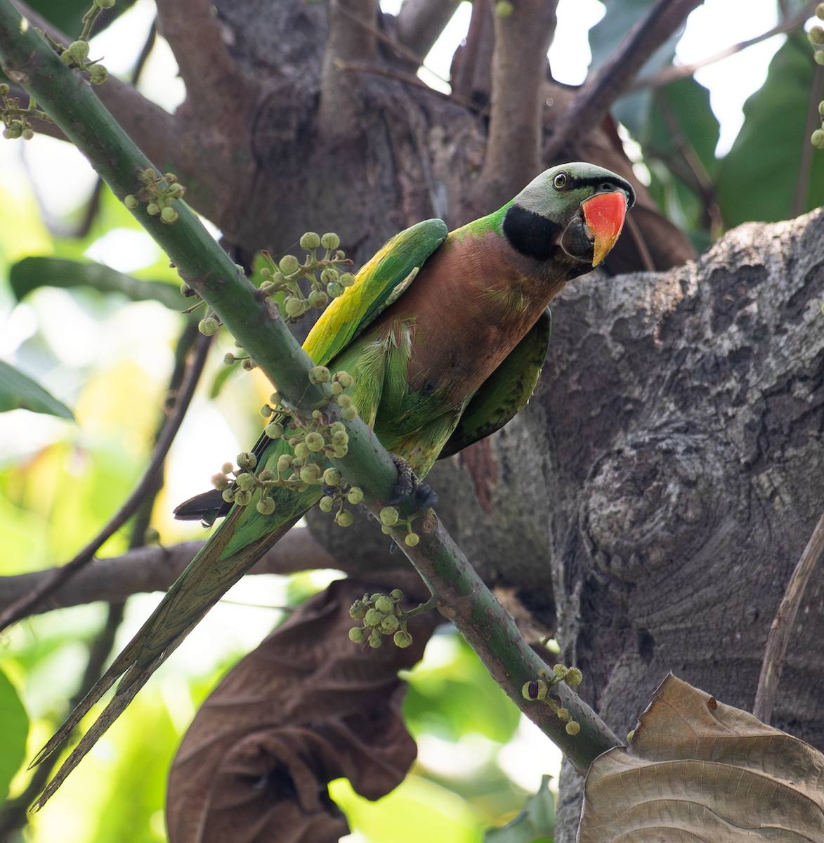 Red-breasted Parakeet - ML636184491