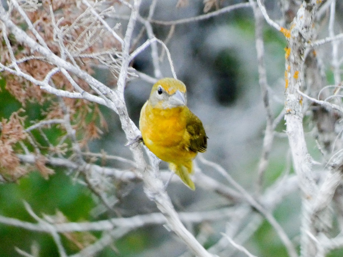 Summer Tanager - ML636184506