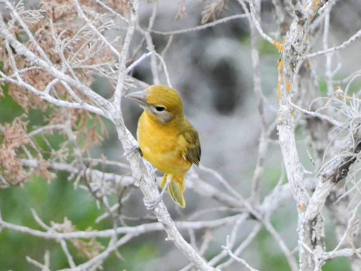 Summer Tanager - ML636184507