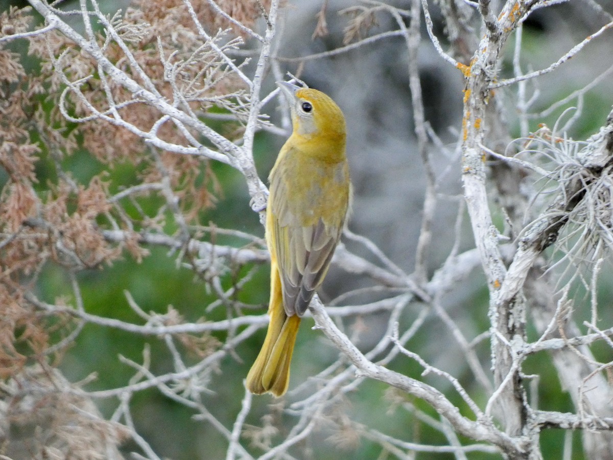 Summer Tanager - ML636184509