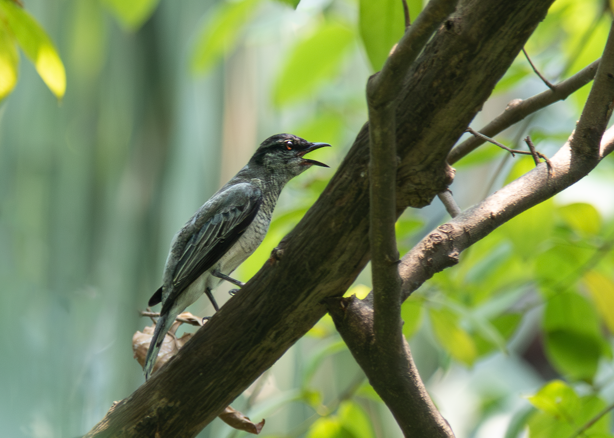 Black-headed Cuckooshrike - ML636184537