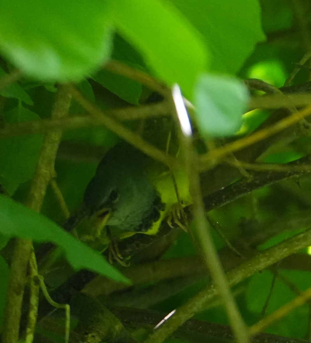 Mourning Warbler - ML636184550