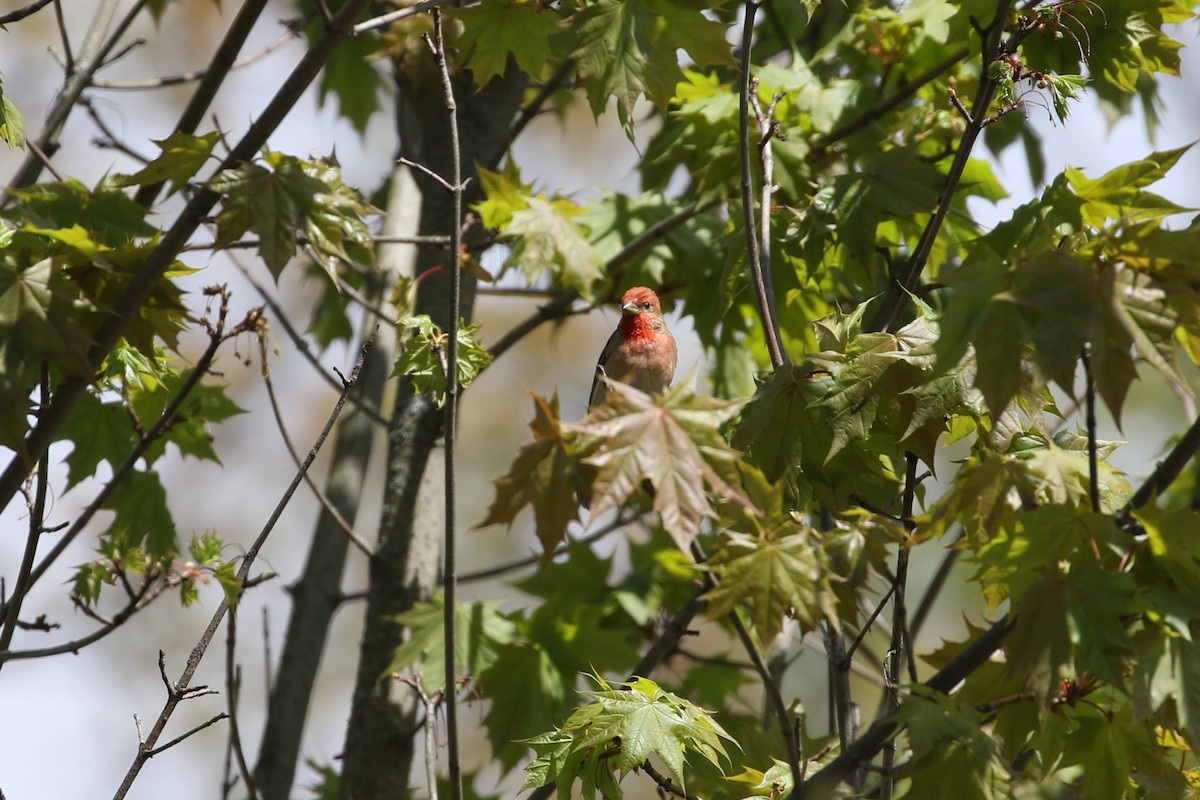Common Rosefinch - ML636184577