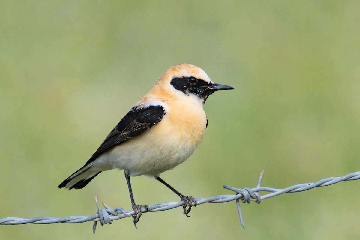 Western Black-eared Wheatear - ML636184589