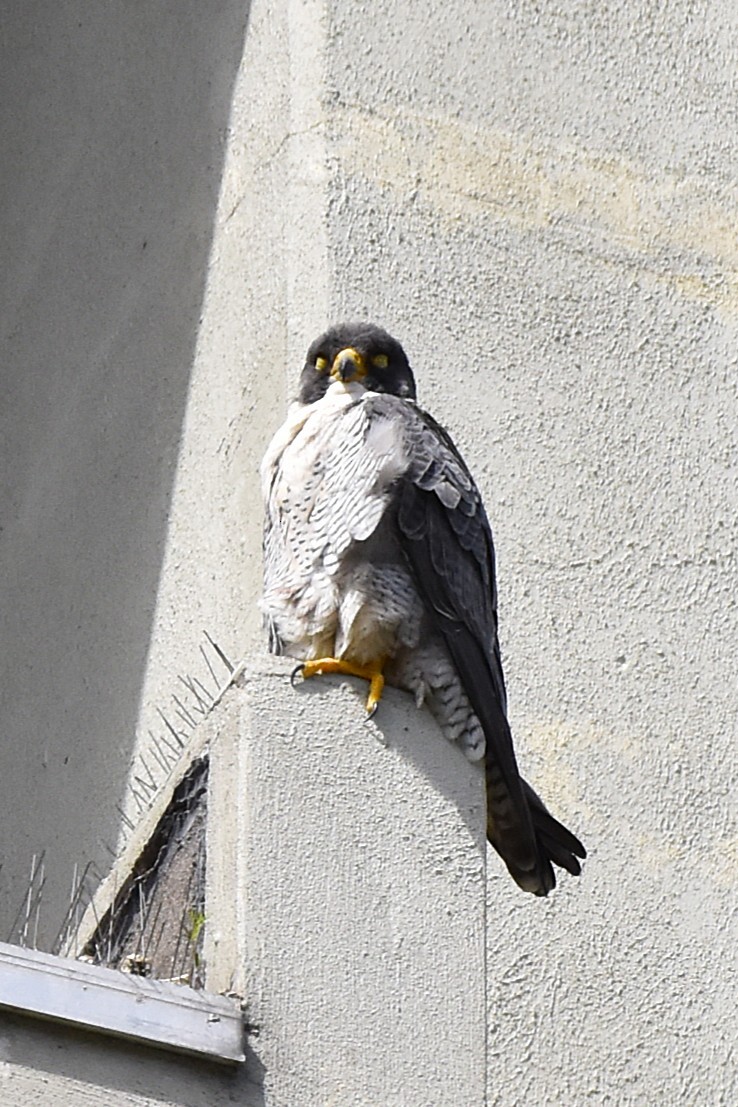 Gökdoğan - ML636184721
