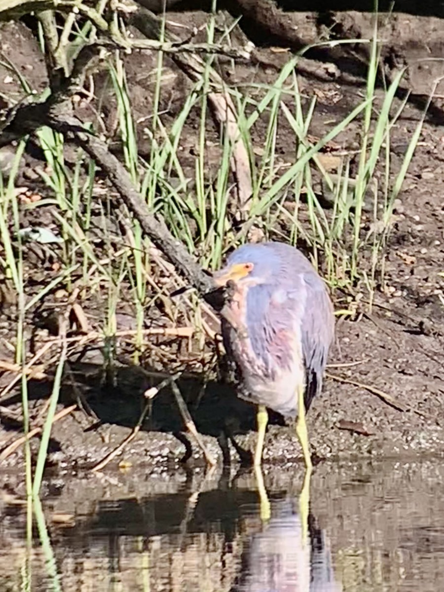 Tricolored Heron - ML636184778