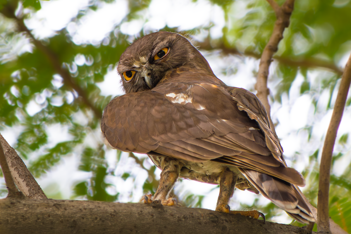 Brown Boobook - ML636184939