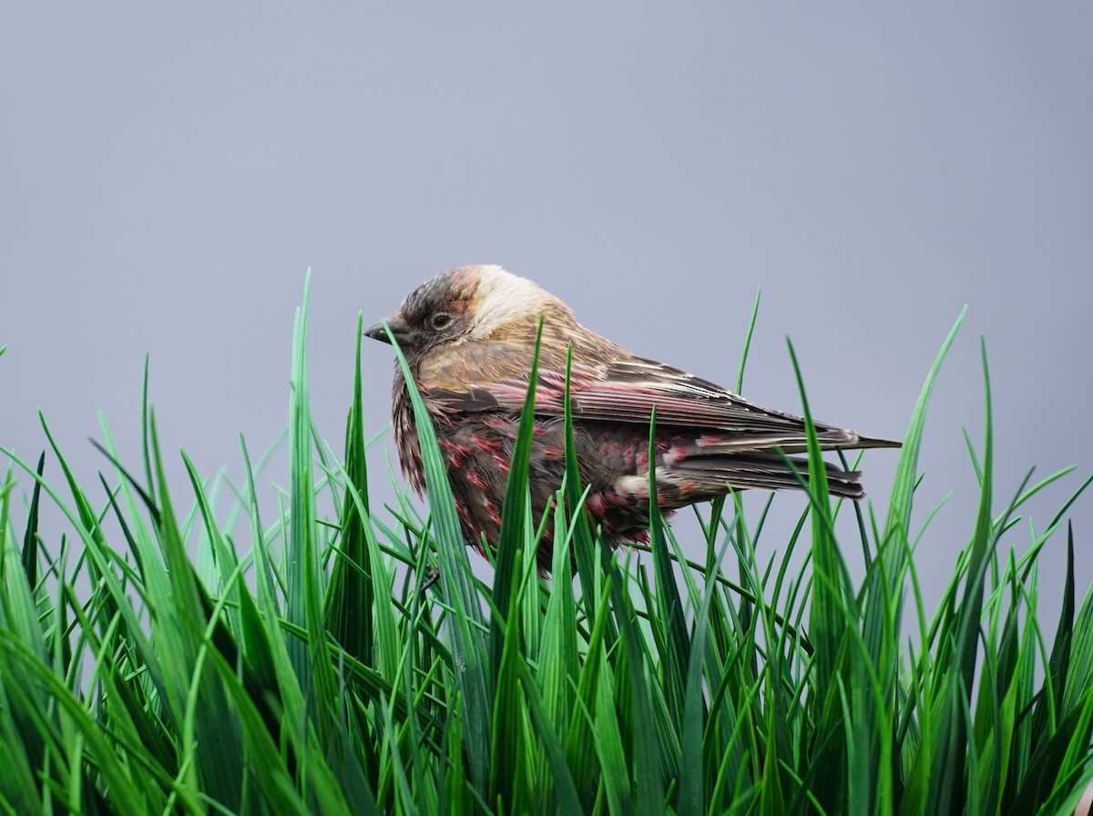 Asian Rosy-Finch - ML636185023