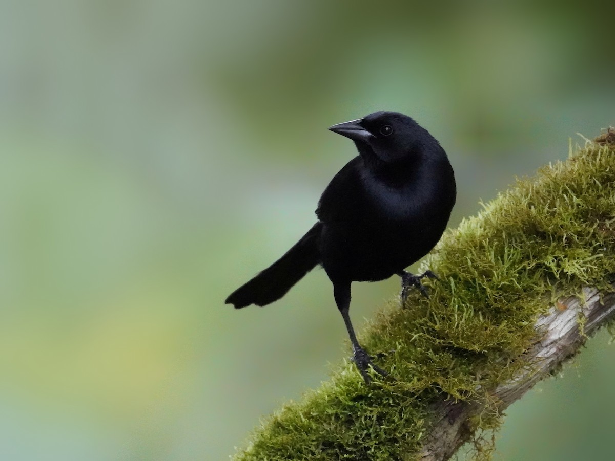 Quiscale buissonnier - ML636185084