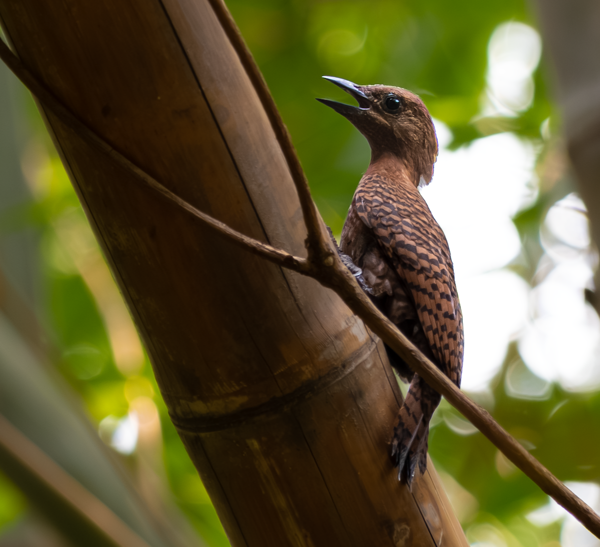 Rufous Woodpecker - ML636185168
