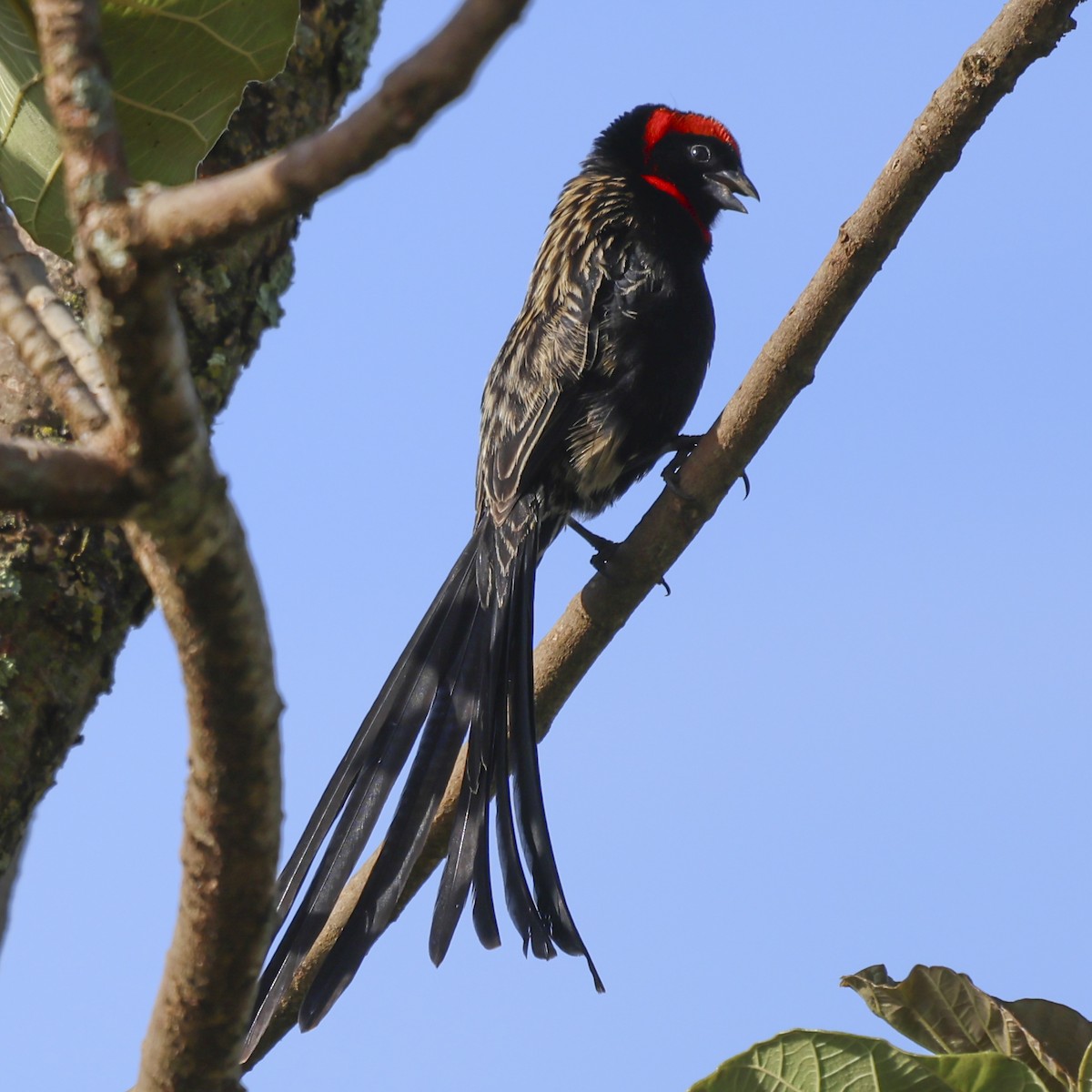 Red-cowled Widowbird - ML636185185