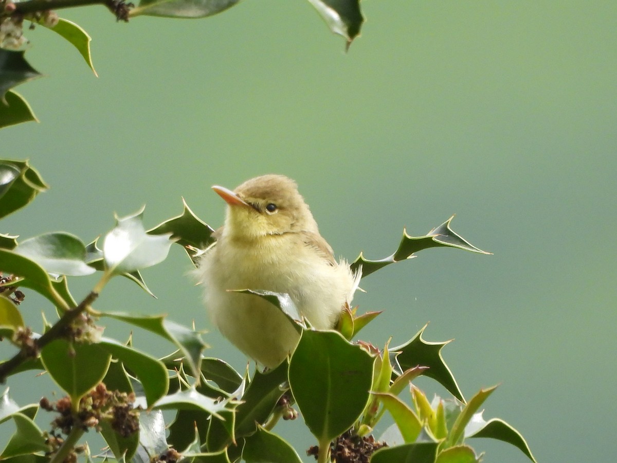 Melodious Warbler - ML636185240
