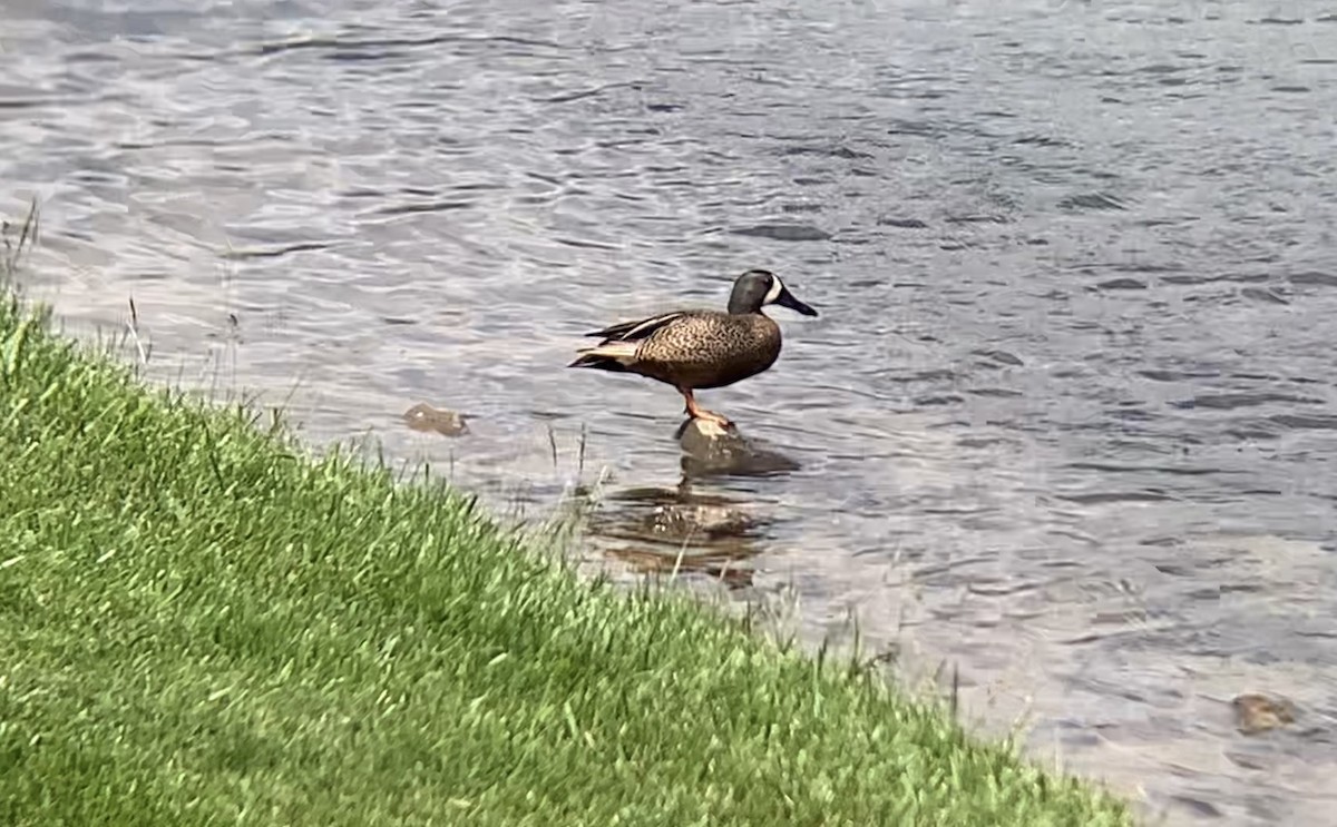 Blue-winged Teal - ML636185248