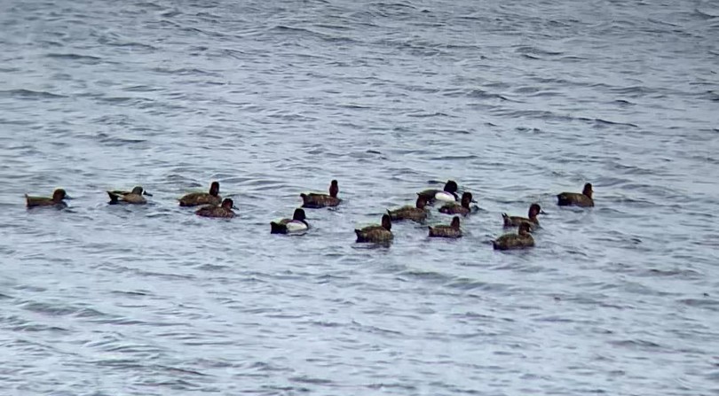 Lesser Scaup - ML636185259