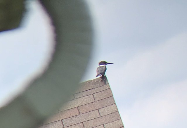 Belted Kingfisher - ML636185274