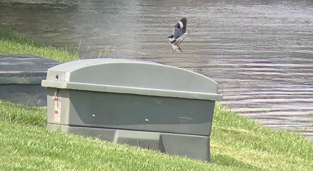 Belted Kingfisher - ML636185275