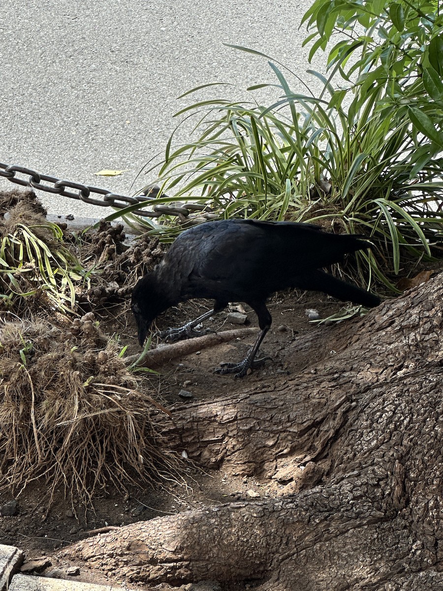 Carrion Crow (Eastern) - ML636185277