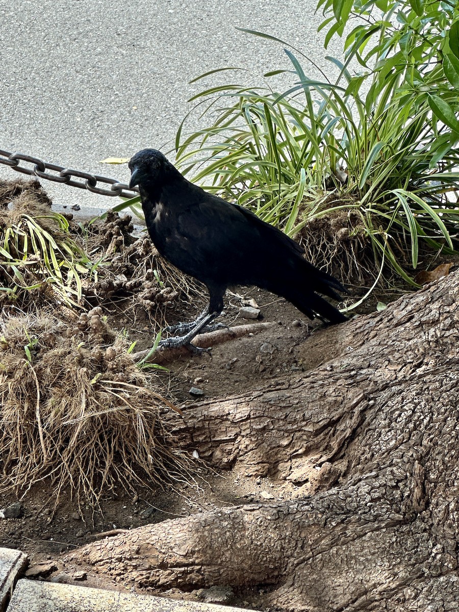 Carrion Crow (Eastern) - ML636185278