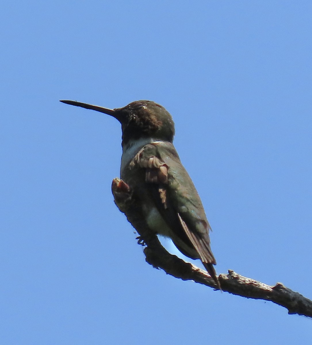 Ruby-throated Hummingbird - ML636185282