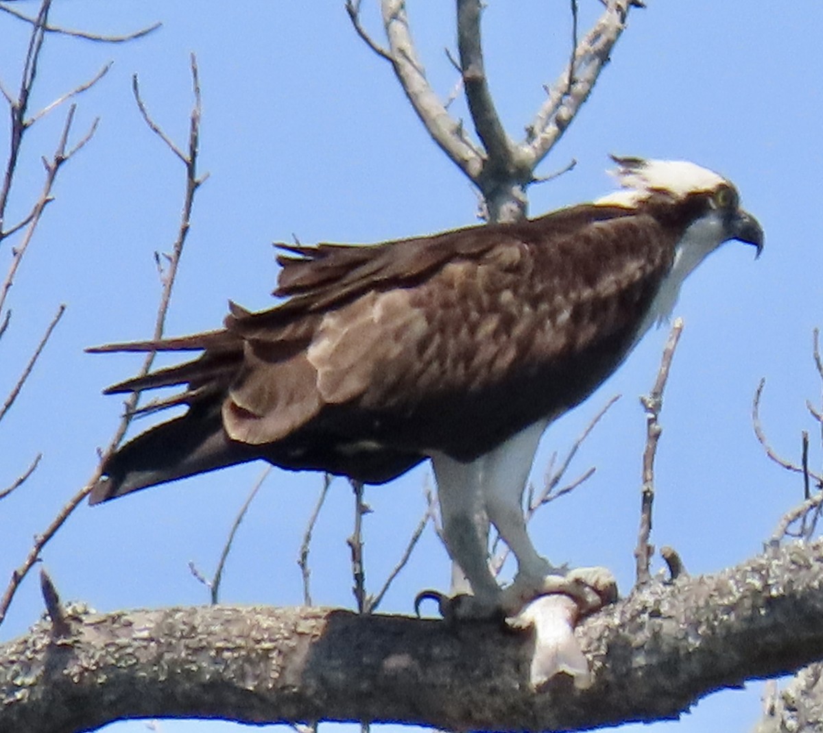 Osprey - ML636185290