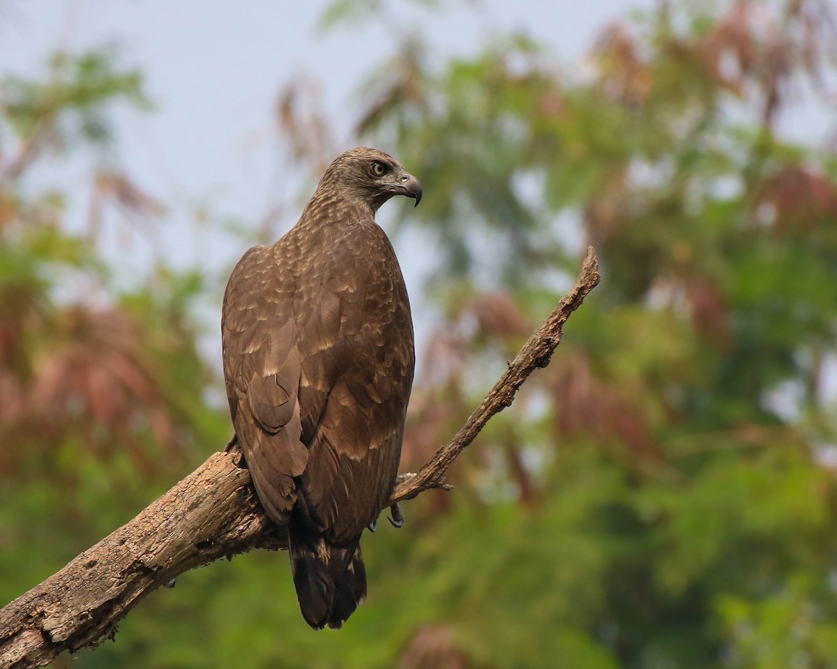 Gray-headed Fish-Eagle - ML636185295