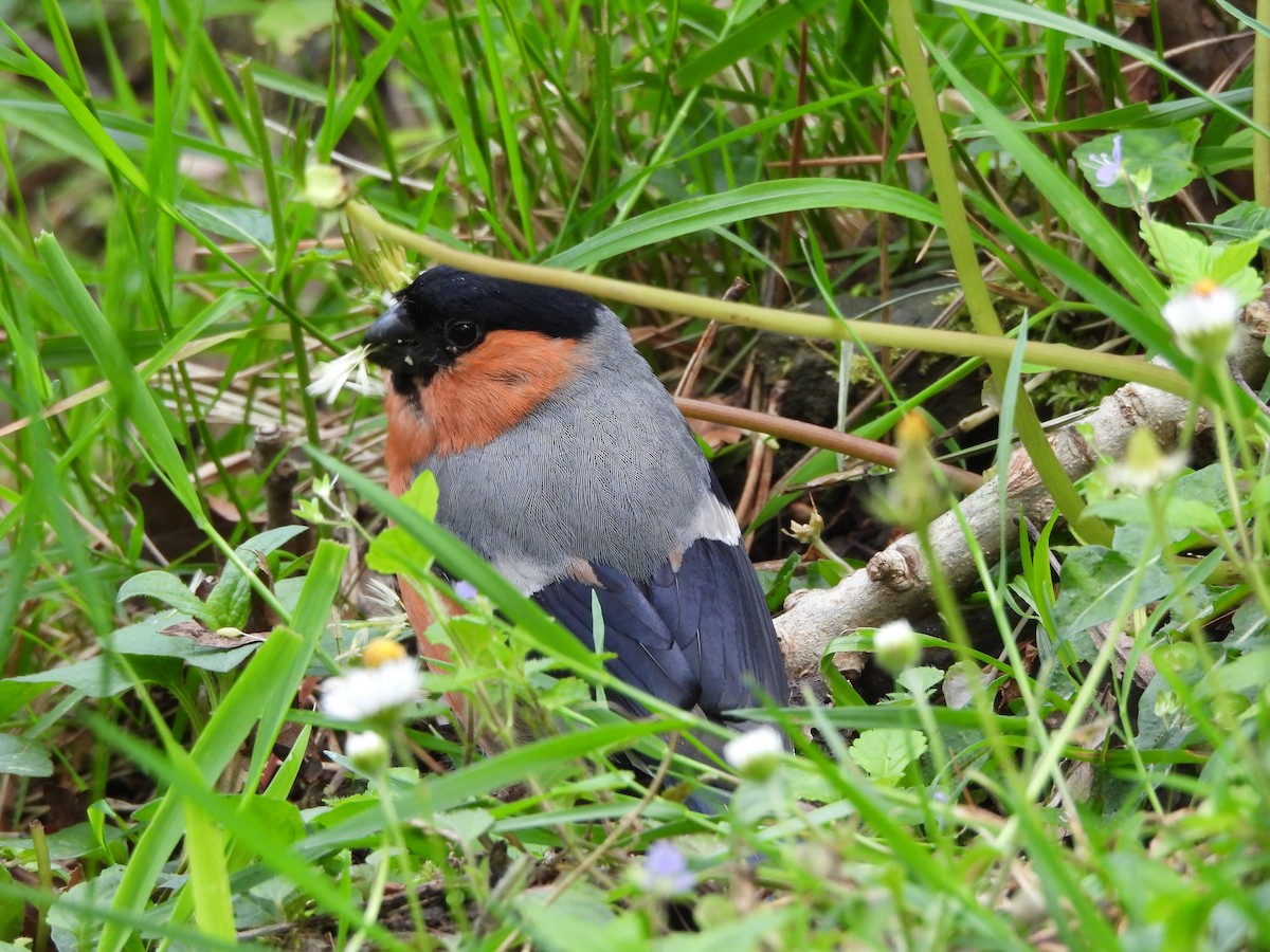 Eurasian Bullfinch - ML636185306