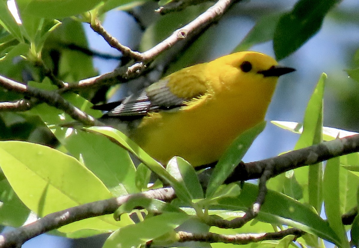 Prothonotary Warbler - ML636185314