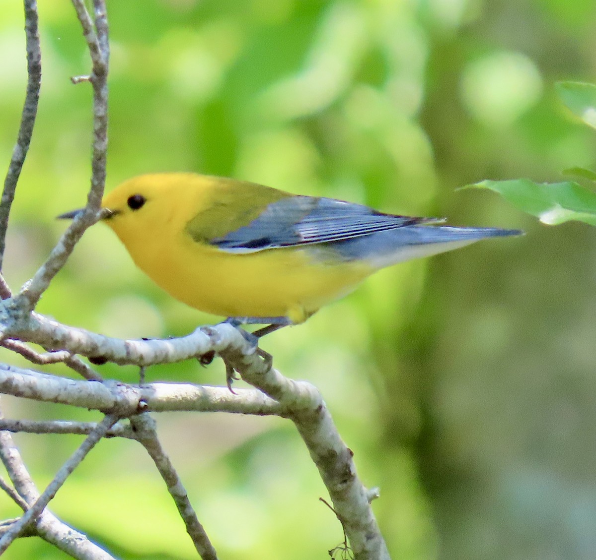 Prothonotary Warbler - ML636185315