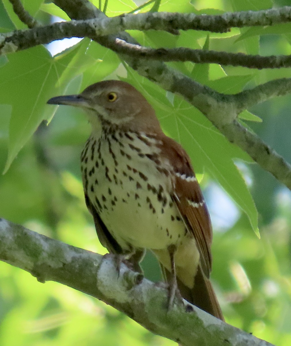Brown Thrasher - ML636185408