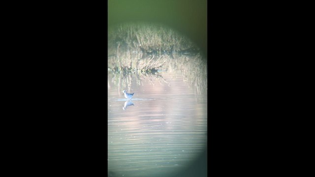Wilson's Phalarope - ML636185447