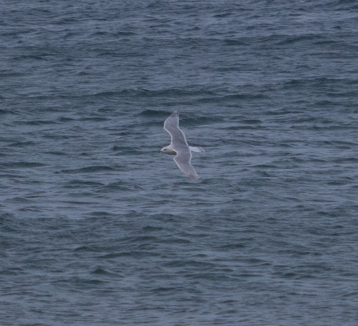 racek polární - ML636185619