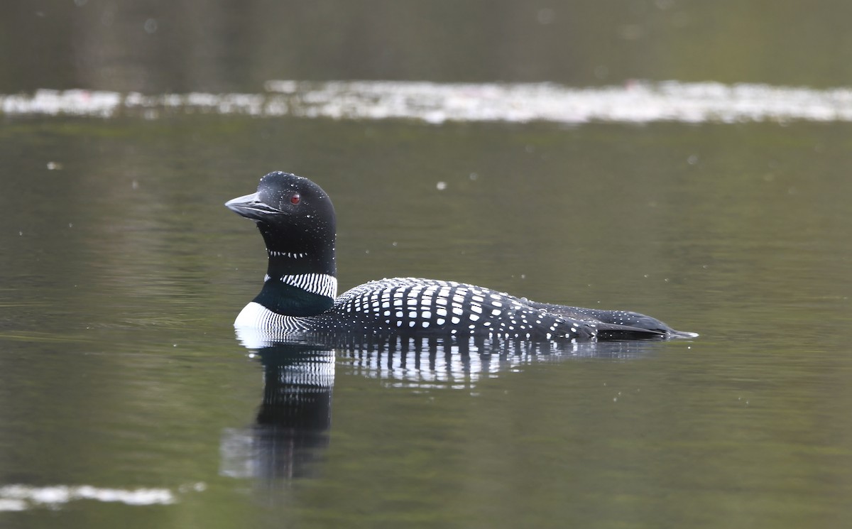 Common Loon - ML636185671