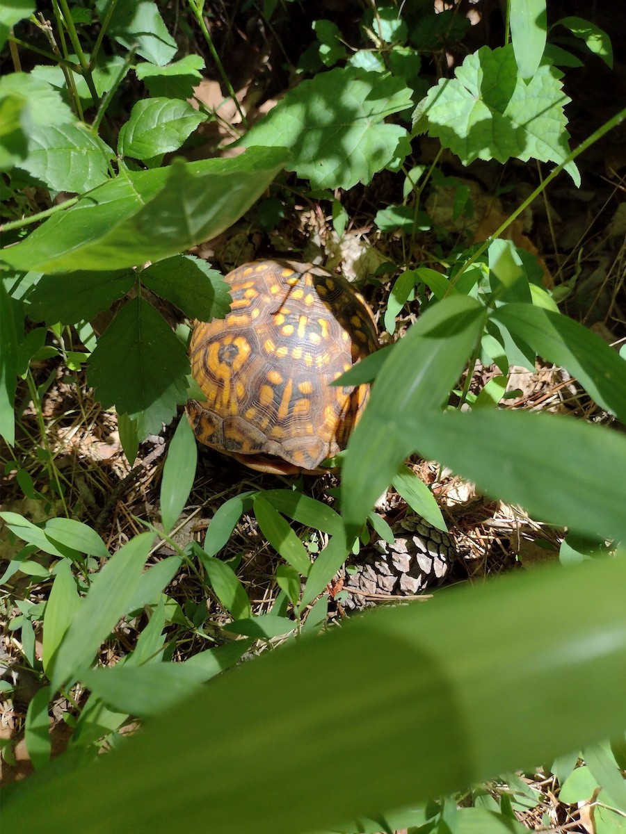 動物界 - ML636185701