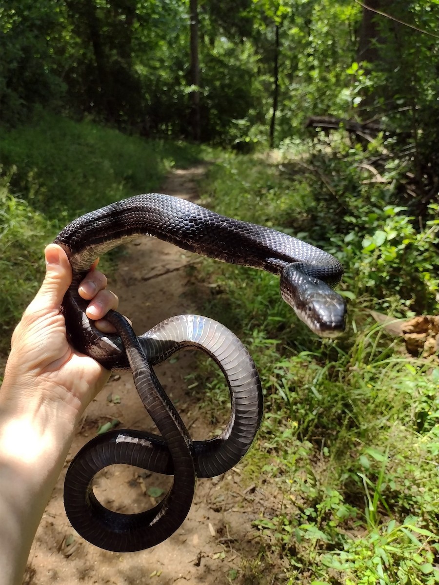 動物界 - ML636185705