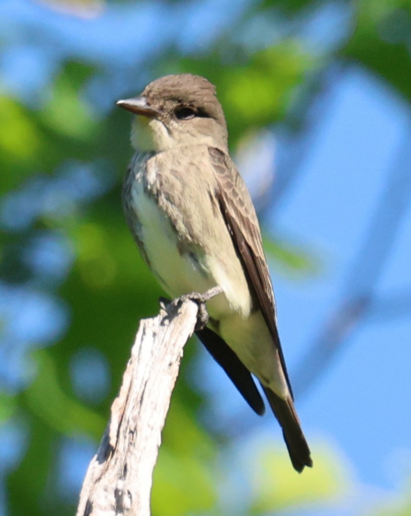 Olive-sided Flycatcher - ML636185796