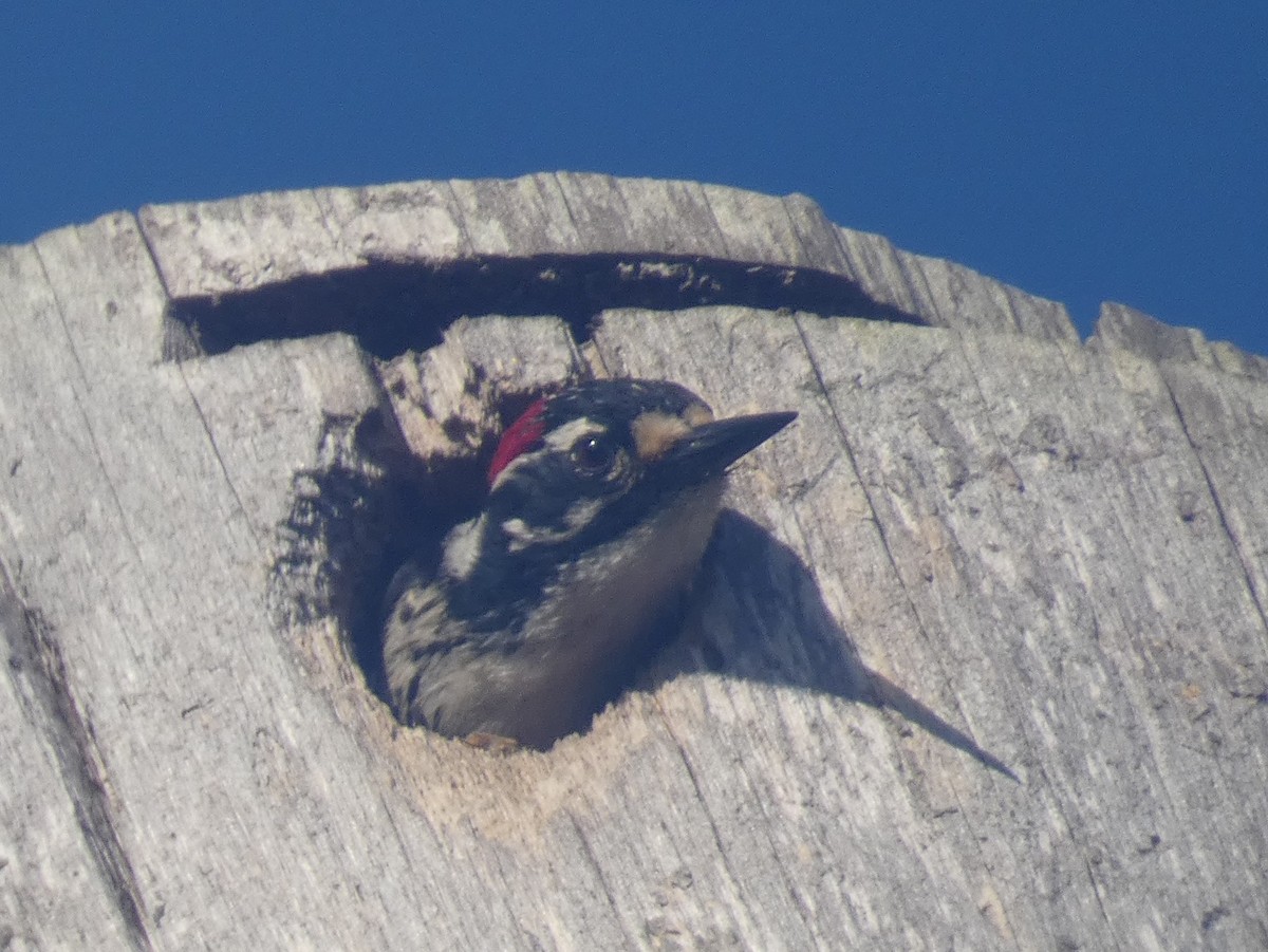 Nuttall's Woodpecker - ML636185798