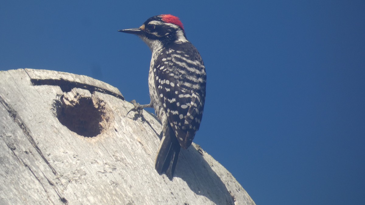 Nuttall's Woodpecker - ML636185799