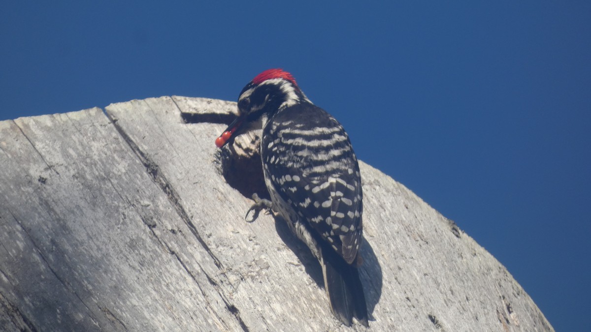 Nuttall's Woodpecker - ML636185800