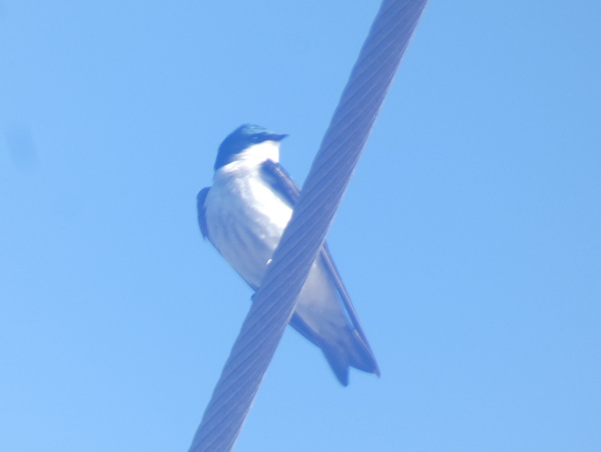 Tree Swallow - ML636185814