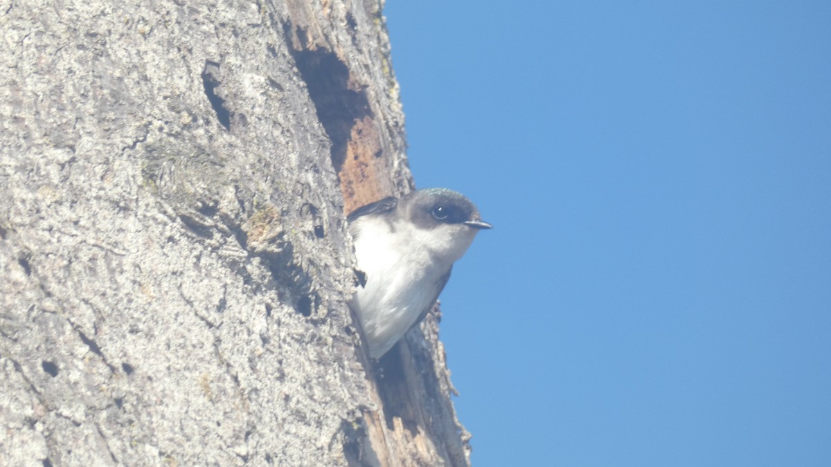 Tree Swallow - ML636185816