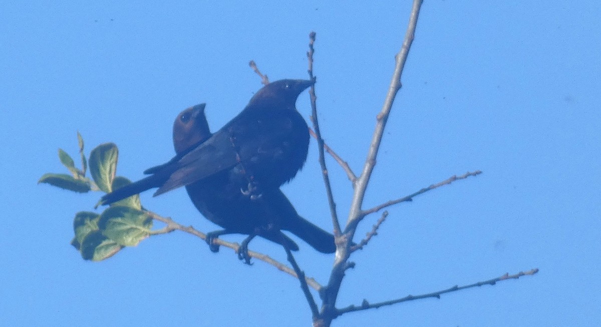 Brown-headed Cowbird - ML636185826