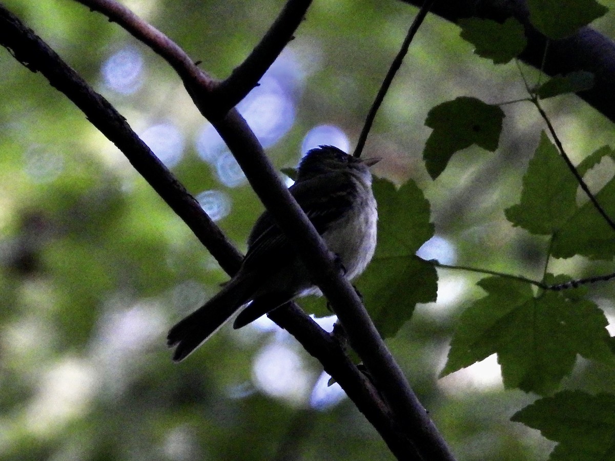 Acadian Flycatcher - ML636185994