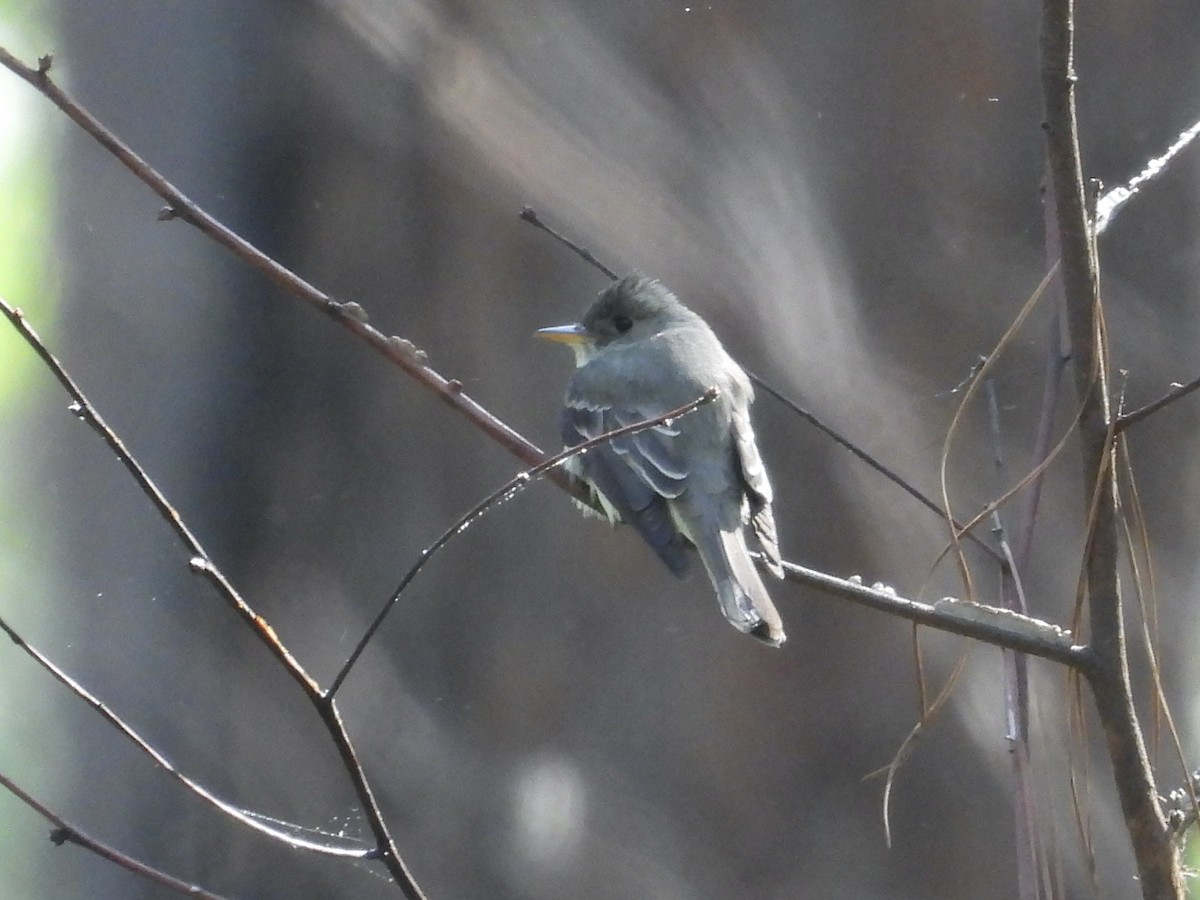 Eastern Wood-Pewee - ML636186013